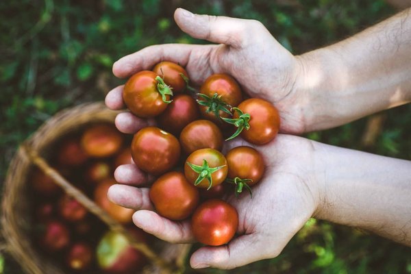 La tomate : comment la planter et l'entretenir ?