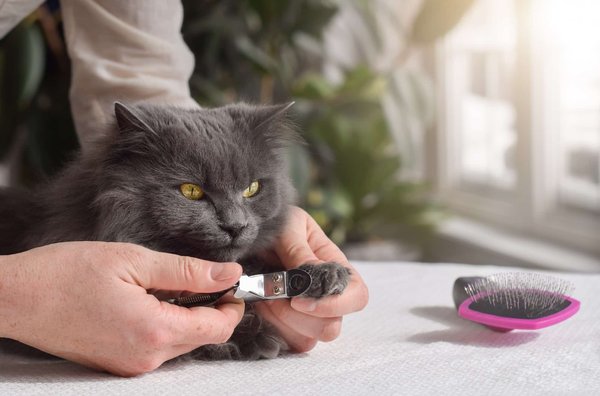 L'importance du taillage des ongles des chats