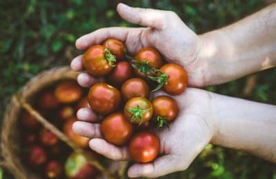 La tomate : comment la planter et l’entretenir ?